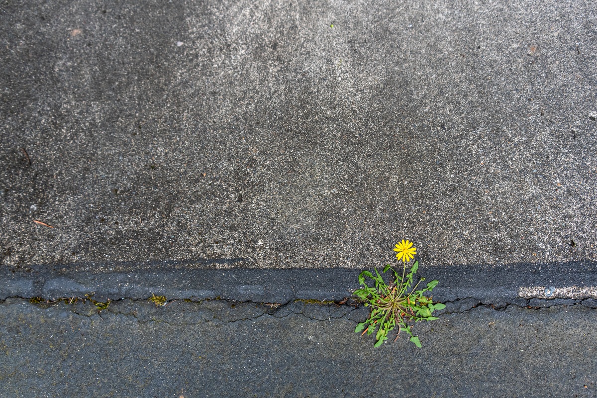 8 Signs of Bad Asphalt Driveway Edging (and How to Fix Them)